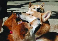 You can store coins on exchanges after purchase but we recommend using a dedicated wallet for security and long term storage. 10 Cute Shiba Inu Videos Shiba Inu Shiba Inu