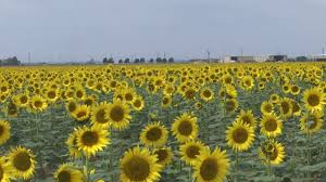 To communicate or ask something with the place. Photoshoots In Sunflower Fields Cause Challenges For Sunflower Farmers Klbk Kamc Everythinglubbock Com