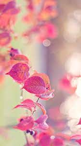 Flower hd background for cell phone. Beautiful Phone Wallpapers Top Free Beautiful Phone Backgrounds Wallpaperaccess