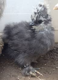 Bird Stoppers For Roof Tiles Blue Usa Silkie Www Amerikaanse Zijdehoen Be Silkie Chickens Animals Farm Animals