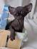 black sphynx - sphynx kittens - NOCOATKITTY SPHYNX