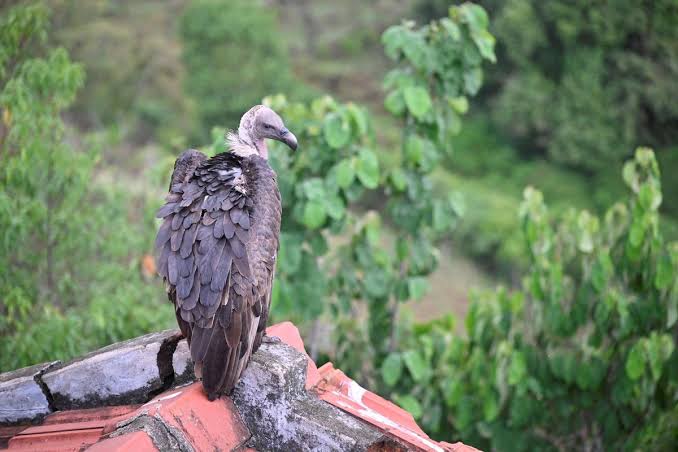 Radio-tagged white-rumped vulture dies of electrocution in Nilgiris - The Hindu