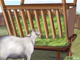 Welcome to the american nigerian dwarf dairy association. How To Raise Nigerian Dwarf Goats With Pictures Wikihow
