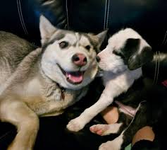 Husky Birthday Celebration and Owner Appreciation