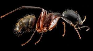 A major source of fire ant diet consists of other arthropods. Ants In The Garden Good Or Bad And How To Get Rid Of Ants