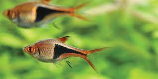 The betta fish, also known as the siamese fighting fish, is a freshwater fish from southeast asia. 10 Safe Betta Fish Tank Mates Companions Bettafish Org