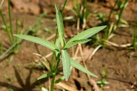 Image result for Sphenoclea zeylanica