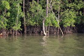 Image result for Rhizophoraceae