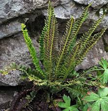 Image result for Lonchitis