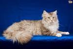 LaPerm - Price, Personality, Lifespan - Cat Breeds List