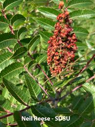 Image result for Synadenium glabratum