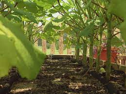 See full list on agrilifeextension.tamu.edu How To Grow Okra How Tos Diy