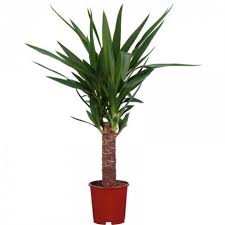 Tradescantia nanouk plant pembe yeşil piramit yaprak ev bitkisi. Ic Mekan Sus Bitkileri Sus Bitkileri Cicekler