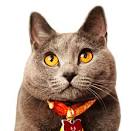 Chartreux Breeders | Kittens for Sale