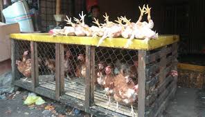 Ayam Afkir Jadi Primadona Di Serang Jelang Iduladha