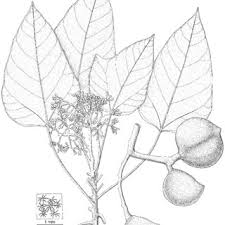 Image result for Aleurites