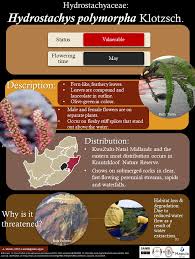 Image result for Hydrostachys polymorpha