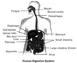 Read the definitions below, then label the digestive system anatomy diagram. Draw The Labelled Diagram Of Human Digestive System List Out The Parts Where Peristalsis Takes Place Sarthaks Econnect Largest Online Education Community