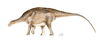 Image result for Brachystephanus