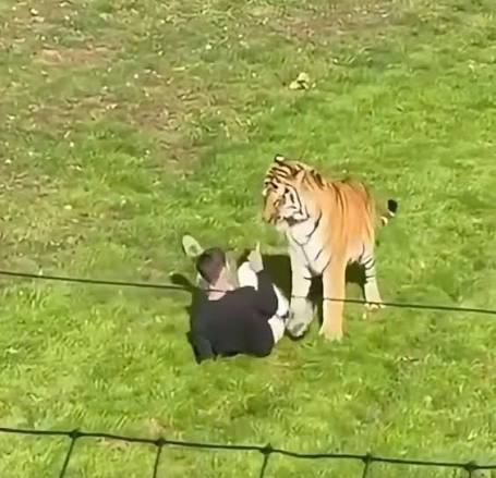 Man dies after entering tiger enclosure at UK wildlife park | CNN