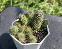 Image result for Orbea dummeri