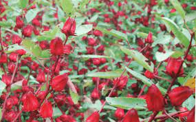 [lengkap} menyajikan aneka gambar bunga mawar (rose) cantik, indah + klasifikasi bunga mawar berdasarkan kelas, jenis dan bentuknya. Manfaat Bunga Rosella Untuk Kesehatan Rs Harum Sisma Medika