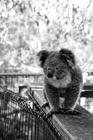 Pin By Jill The Nomad On Animals Baby Koala Koala Cute Animals
