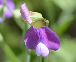 Image result for Lathyrus hirsutus