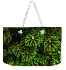 Image result for Begonia quadrialata