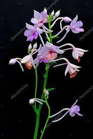 Image result for Calanthe sylvatica