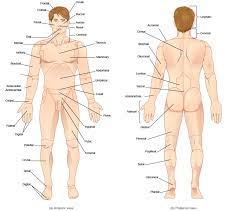 The back anatomy includes the latissimus dorsi, trapezius, erector spinae, rhomboid, & teres major. Anatomical Vocabulary Human Anatomy And Physiology Lab Bsb 141