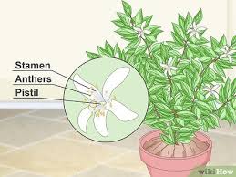 For potted lemon trees, a good rule of thumb is to stick your finger in the soil to the depth of about two inches. How To Pollinate A Lemon Tree 11 Steps With Pictures Wikihow