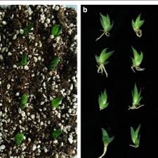Temperature, carbon dioxide concentration and light intensity can affect the rate of photosynthesis. Pdf Effects Of Light Intensity And Plant Growth Regulators On Callus Proliferation And Shoot Regeneration In The Ornamental Succulent Haworthia