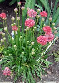 This Long Blooming Perennial Has Lots Of Flowers And Did Well Through A Zone 5 Winter Long Blooming Perennials Tall Perennial Flowers Flowers Perennials