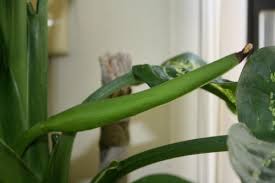 Image result for dieffenbachia flower