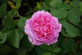 Weitere ideen zu rosen, garten, pflanzen. Strauchrose Louise Odier Kaufen Garten Von Ehren Qualitat Seit 1865 Garten Von Ehren