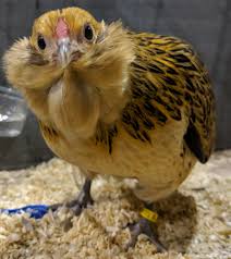 Maybe you would like to learn more about one of these? Are Bantam Chickens Quieter Scrumptious Silkies