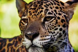 It is home to around 40,000 plant species, nearly 1,300 bird species, 3,000 types of fish, 427 species of mammals, and 2.5 million different insects. Tropical Rainforest Animals Animal Sake