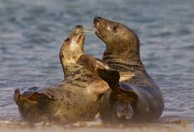 Bildergebnis für kegelrobben