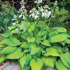 We did not find results for: Growing Hostas In North Texas