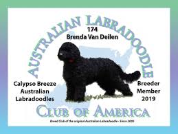 Australian labradoodle breeder specializing in family focused labradoodles. Calypso Breeze Australian Labradoodles Hypo Allergenic Low Non Shedding Dogs