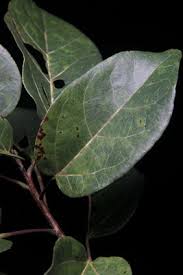 Image result for Carpodiptera africana