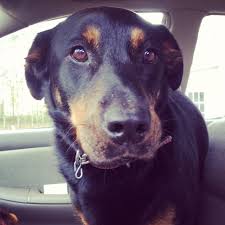 A rottweiler lab mix, or labrottie as they are more popularly known, is a direct result of a purebred labrador and rottweiler breeding. 18 Rottweiler Lab Mix Ideas Rottweiler Rottweiler Mix Rottweiler Puppies