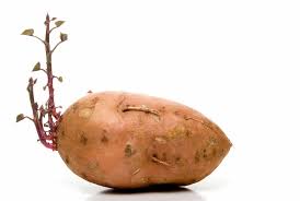 Yes, the skin of a sweet potato is edible. Can You Eat Sprouted Sweet Potatoes Prepared Cooks
