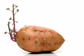 Check spelling or type a new query. Can You Eat Sprouted Sweet Potatoes Prepared Cooks