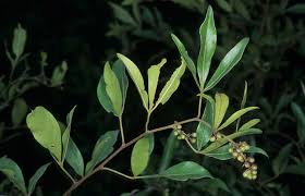 Image result for Searsia pyroides
