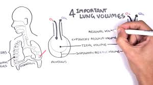 lung function lung volumes and capacities