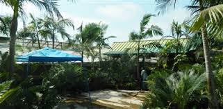 Maybe you would like to learn more about one of these? Palm Tree Cycad And Tropical Plant Nursery San Diego Ca