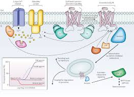 Tj G Protein Coupled Receptors Gpcrs Also Known As Seven Transmembrane Domain Receptors 7tm R Signal Transduction Medical School Studying Hormones Nursing