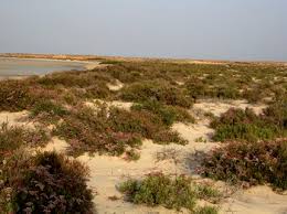 Image result for Halopyrum mucronatum